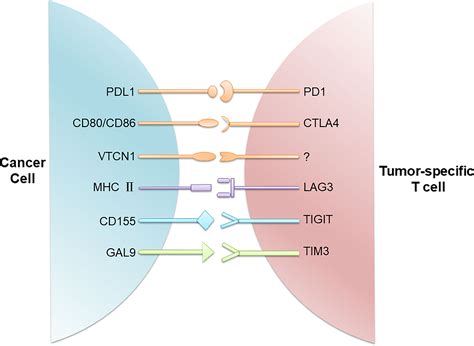 Frontiers Immune Checkpoint Inhibition For Triple Negative Breast