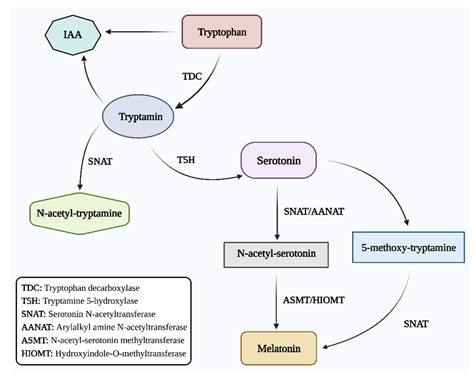 Melatonin Function Under Normal And Stressful Conditions Encyclopedia