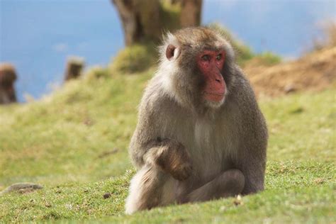 Monkey that Escaped Scottish Zoo Spotted Munching on Veggies from Local ...