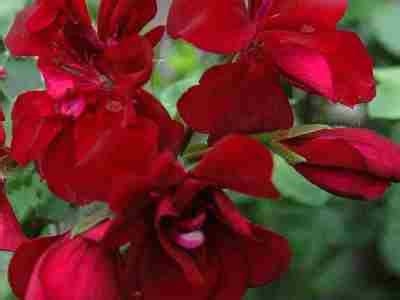 Pelargonium ‘Moonflair Burgundy’ – Hanggeranium, Pelargonium peltatum ...