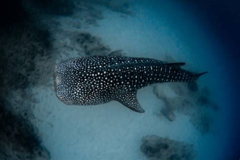 Whale Shark Ningaloo Stock Photos Pictures And Royalty Free Images Istock