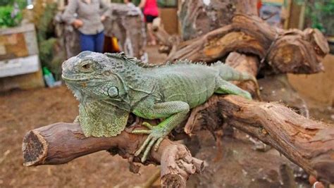 Selva Viva expo con animales de todo Chile llega a Curicó Diarios en Red