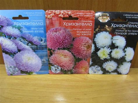 Хризантелла Отзывы Фото – Telegraph
