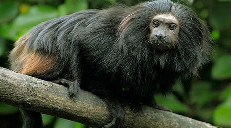 Bicho Da Mata Atlântica - Mata Atlântica, floresta de bichos pequenos: animais grandes são raros