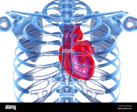 Anatomy Rib Cage With Heart - Hearts Are Wild Things Thats Why Our Ribs ...