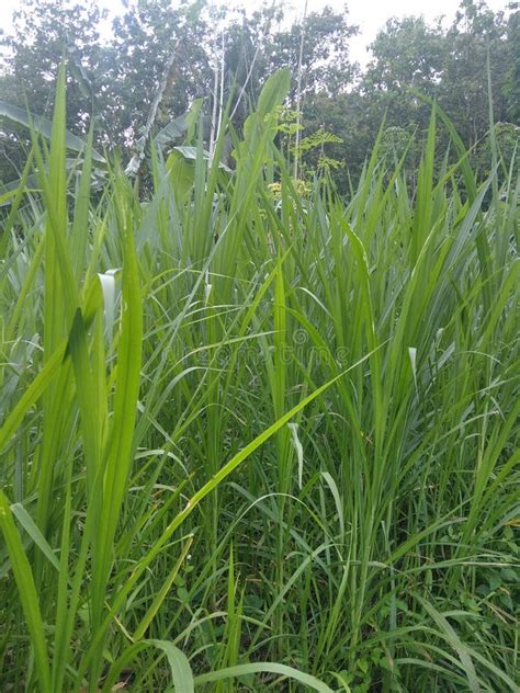 Green Grass Is Very Good For Fodder Stock Image Image Of Grass Fodder 261959065