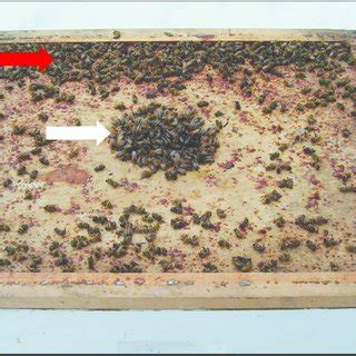 Normal and diseased bees associated with the winter bee cluster. Active ...