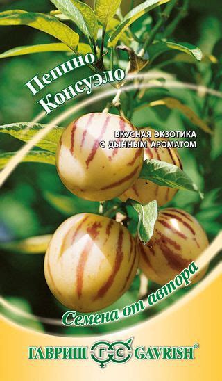 Пепино или дынная груша: выращиваем вкусное лакомство