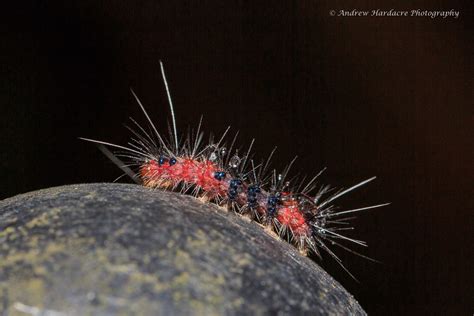 Lemyra Alikangensis Common Caterpillars Of Hong Kong Inaturalist