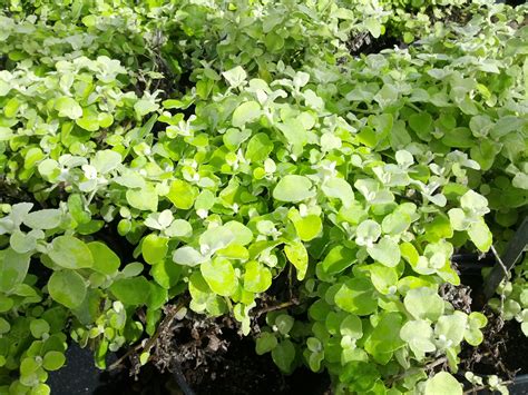 Helichrysum petiolare ‘Limelight’ | Sloat Garden Center