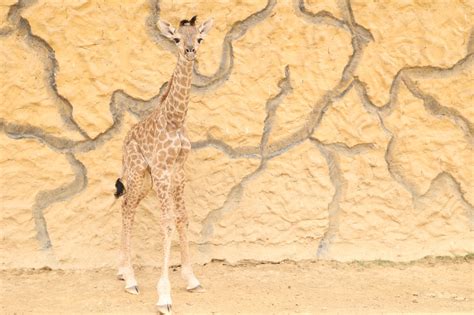 interesting facts   baby giraffe bahria town karachi