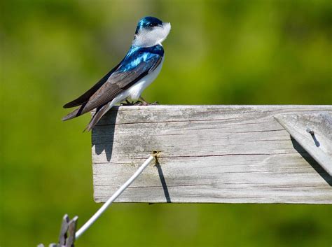 Tree Swallow At The Maine River Photograph By Sheila Price Fine Art