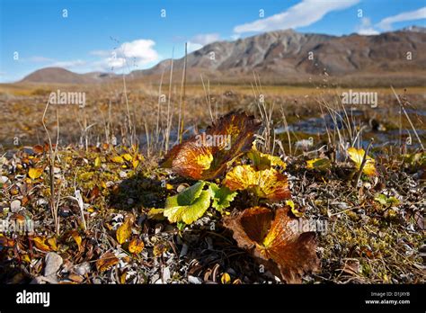 Tundra Plants Denali National Park Alaska Usa Stock Photo Alamy