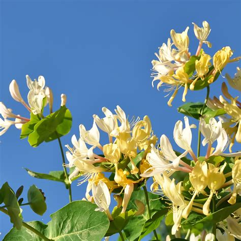 Amazon.com : Honeysuckle Plant Live Vine, Japanese Lonicera Honeysuckle
