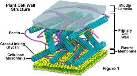 Cell Wall Function, Structure and Diagram