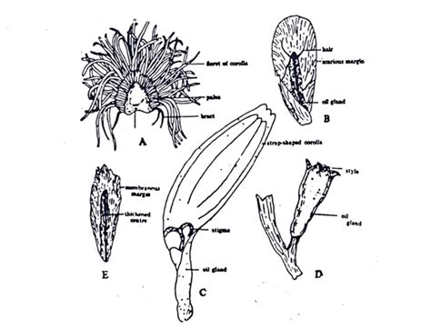 Chamomile Flower The Pharmacognosy