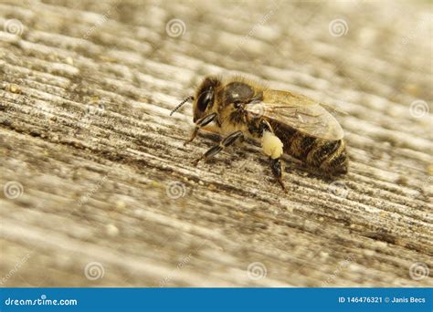 Nice Picture Of Honeybee Honey Bee Apis Mellifera With Collected