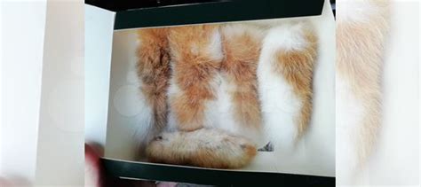 Хвостики и кроличьи лапки купить в Санкт-Петербурге | Животные и ...