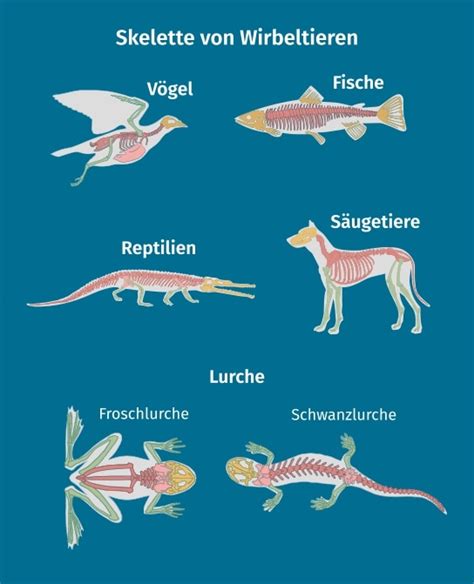 Wirbeltiere Definition Zusammenfassung Easy Schule