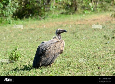 White Backed Vulture Weißrückengeier Vautour Africain Gyps Africanus