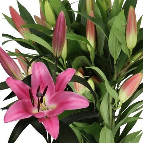 LILY ORIENTAL - ROBINA 85cm 2+ | Wholesale Dutch Flowers & Florist ...