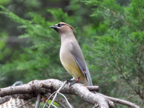 Bombycilla Cedrorum Cedar Waxwing In Minnesota Zoo