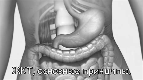 ЖКТ, основные принципы. - YouTube