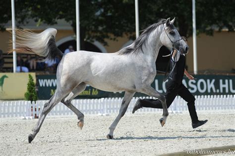 Shagya Arabian Bábolna Nemzeti Ménesbirtok