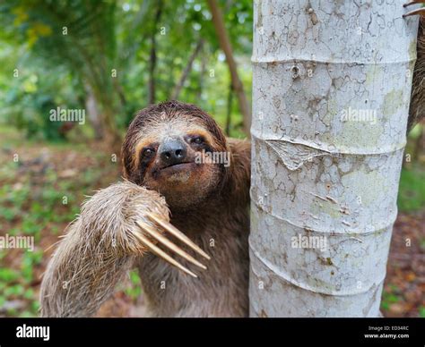 closeup    toed sloth  res stock photography  images alamy
