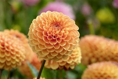 dahlias profile growing care plantura