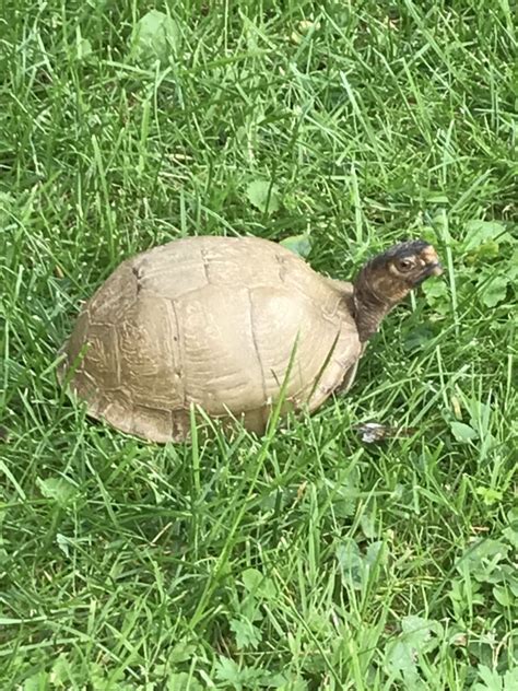 Dreizehen Dosenschildkröte Terrapene Carolina Triunguis