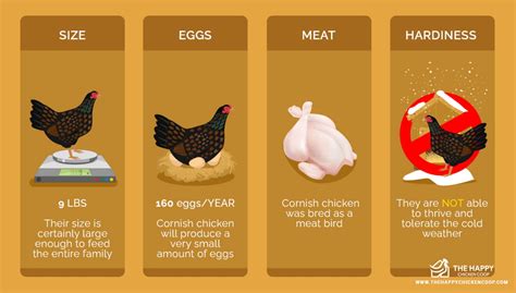 The Cornish Chicken Breed Profile – All You Need To Know - The Happy ...