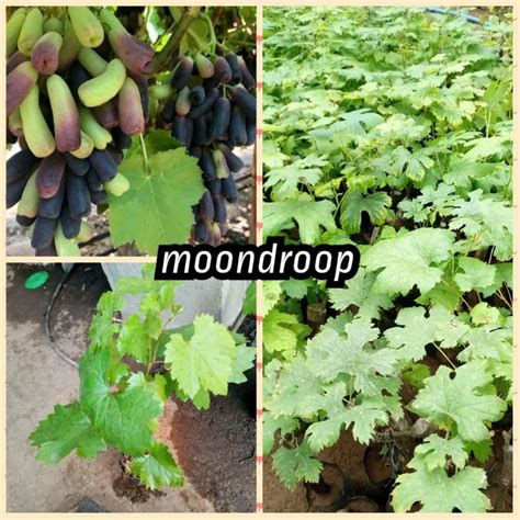 Jual Bibit Anggur Moondroop Import Stek Batang Shopee Indonesia