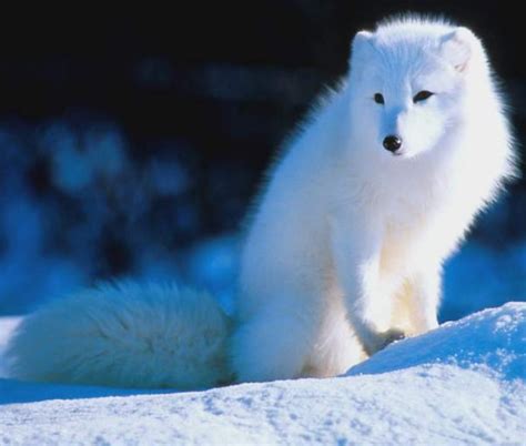 Песец (Юрий Александрович Налимов) / Стихи.ру