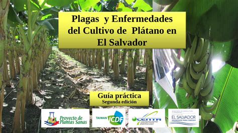 Pdf Plagas Y Enfermedades Del Cultivo De Plátano En El …centa Gob Sv