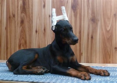 Rottweiler Puppies Biological Science Picture Directory