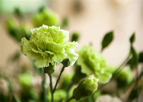 22 Gorgeous Green Flowers To Grow In Your Garden