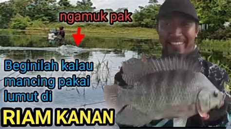 MANCING NILA UMPAN LUMUT STRIKE BABON RIAM KANAN SPOT NUSANTARA