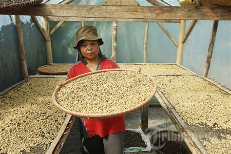 Melihat Budi Daya Kopi Cikoneng Desa Tugu Utara Foto 6 1998517