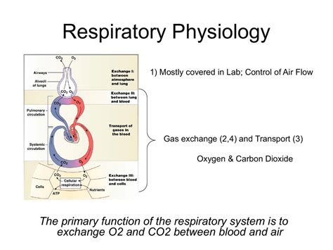 respiratory physiology outline