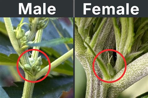 Male Vs Female Cannabis Plants Differences And How To Identify Useed Cannabis Seed Bank