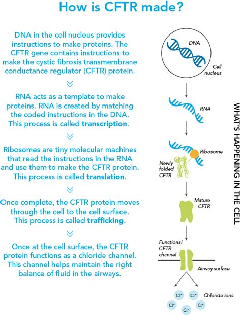 Solved Slide Describe The Structure And Function Of The Normal Cftr