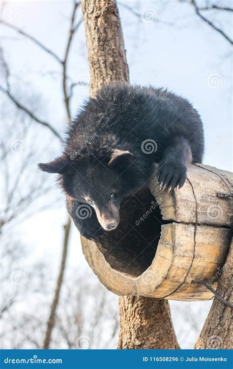Two Bear Cubs Playing In The Snow Tall Trees And Gay Cubs Tumbling Stock Photo Image Of