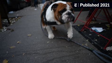 Qué Deben Hacer Los Cachorros De 3 Semanas