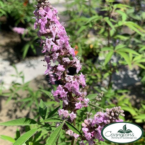 Vitex Pink Pinnacle Covingtons