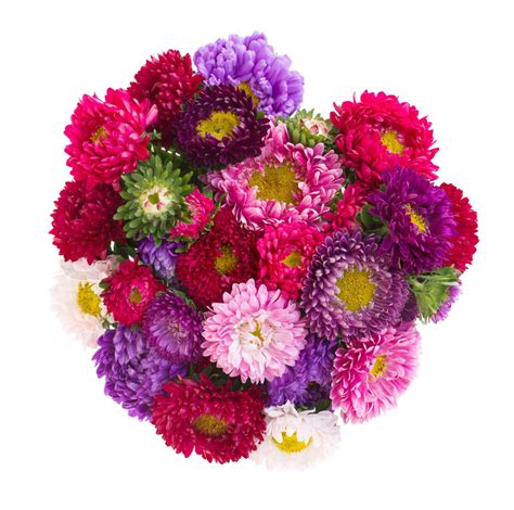 Bouquet Of Aster Flowers Stock Image Colourbox