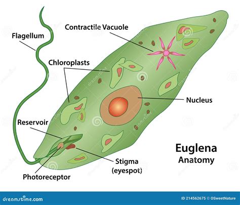 Euglena Protozoan Microscopic Cell Structures Stock Vector