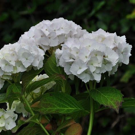 Hydrangea Macrophylla Soeur Th R Se Buy Plants At Coolplants