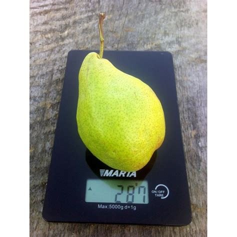 Груша Ноябрьская Описание Фото – Telegraph