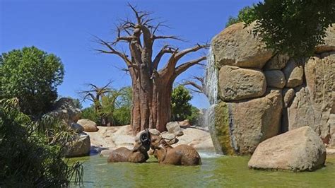 Bioparc Valencia Celebra El D A Mundial Del Medio Ambiente Este S Bado